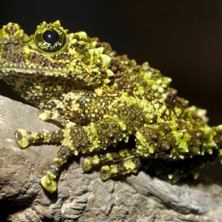 Vietnamese Mossy Frog Facts and Pictures