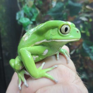 Waxy Monkey Tree Frog Facts and Pictures