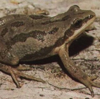 Golden Coqui Facts and Pictures