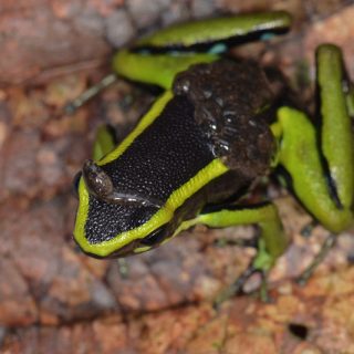 Three Striped Poison Dart Frog Facts and Pictures