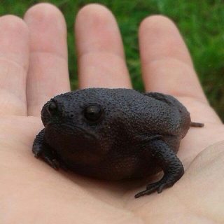 Black Rain Frog Facts and Pictures