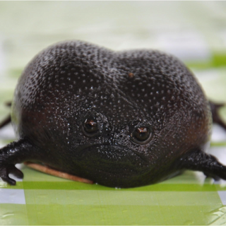 Black Rain Frog Facts and Pictures