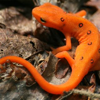 Eastern Newt Facts and Pictures