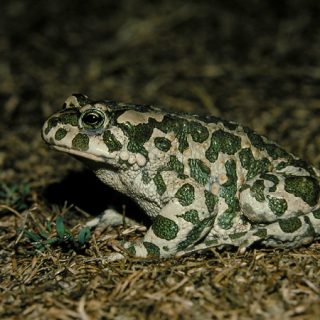 European Green Toad Facts and Pictures