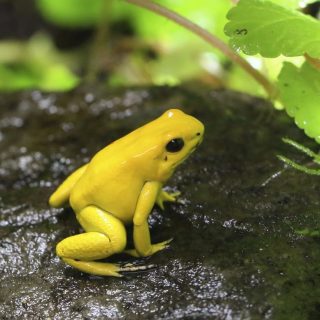 Desert Rain Frog Facts and Pictures