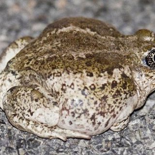 Great Basin Spadefoot Facts and Pictures