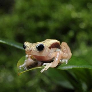 Kihansi Spray Toad Facts and Pictures