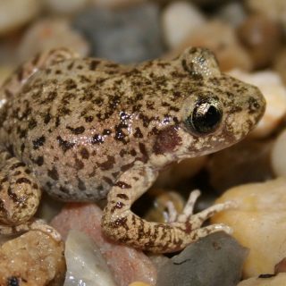 Mallorcan Midwife Toad Facts and Pictures