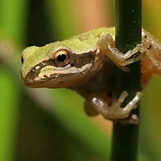 Pacific Tree Frog Facts and Pictures