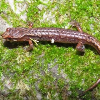 Pygmy Salamander Facts and Pictures