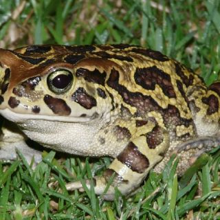 Western Leopard Toad Facts and Pictures