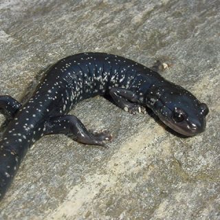 White-Spotted Slimy Salamander Facts and Pictures