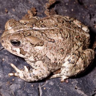 Woodhouse’s Toad Facts and Pictures