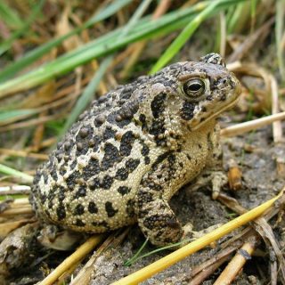 Surinam Toad Facts and Pictures