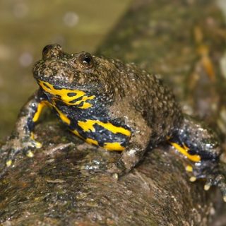 Yellow Bellied Toad Facts and Pictures