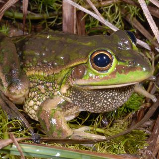 Yellow Spotted Tree Frog Facts and Pictures