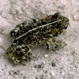 Amargosa Toad Facts and Pictures