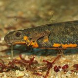 bluetail firebelly newt
