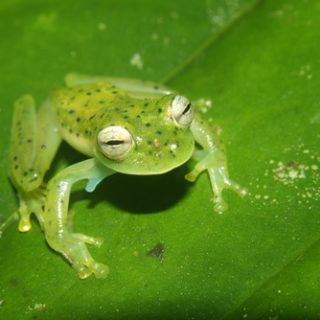 Nicaragua Giant Glass Frog Facts and Pictures