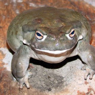 Colorado River Toad Facts and Pictures