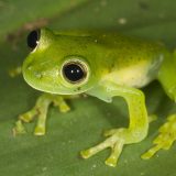 Nicaragua Giant Glass Frog Facts and Pictures