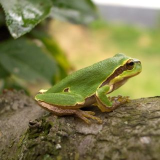 Golden Coqui Facts and Pictures