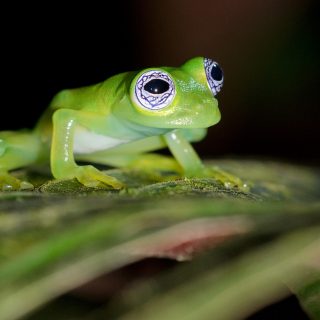 Ghost Glass Frog Facts and Pictures