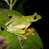 Vampire Frog Facts and Pictures