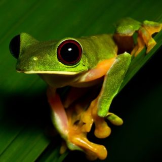 Gliding Tree Frog Facts and Pictures