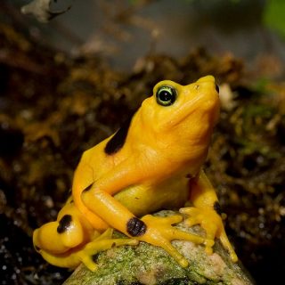 Panamanian Golden Frog Facts and Pictures