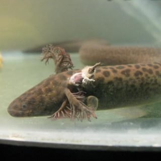 Idaho Giant Salamander Facts and Pictures