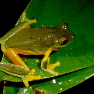 Orange Thighed Tree Frog - Amphibian Fact