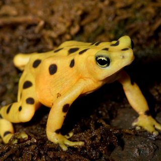 Panamanian Golden Frog Facts and Pictures