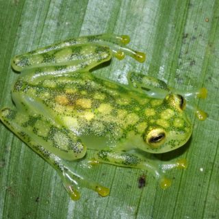 Reticulated Glass Frog Facts and Pictures