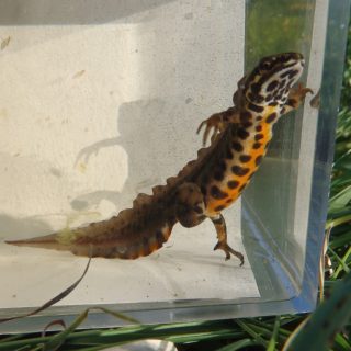 Newts: Facts and List of Types With Pictures - Amphibian Fact