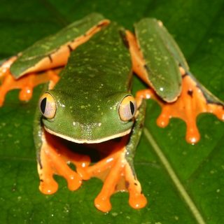 Yellow Spotted Tree Frog Facts and Pictures