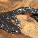 Blue Spotted Salamander Facts and Pictures