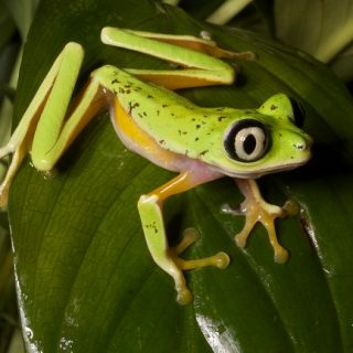 Lemur Leaf Frog Facts and Pictures