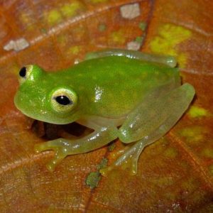 Water Holding Frog Facts and Pictures