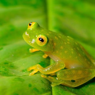 Northern Glass Frog Facts and Pictures