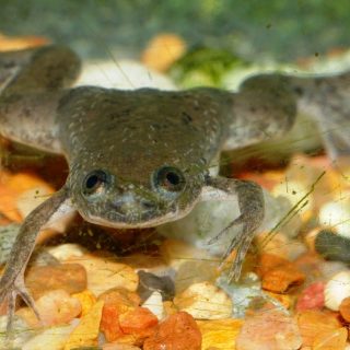 African Clawed Frog Facts and Pictures