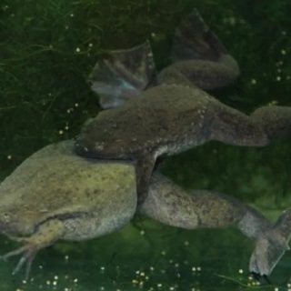 African Clawed Frog Facts and Pictures