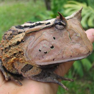 Surinam Horned Frog Facts and Pictures