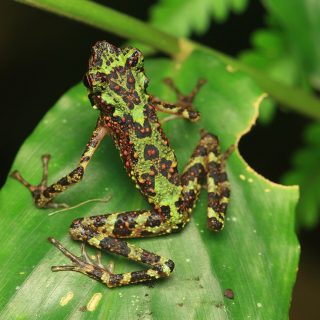 Bornean Rainbow Toad Facts and Pictures