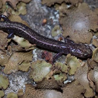 Cheat Mountain Salamander Facts and Pictures