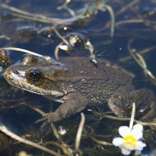 Columbia Spotted Frog Facts and Pictures