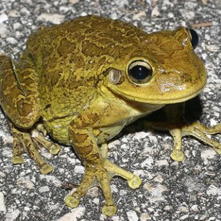 Cuban Tree Frog Facts and Pictures