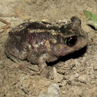 Eastern Spadefoot Toad Facts and Pictures