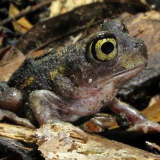 Surinam Toad Facts and Pictures