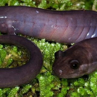 Red Hills Salamander Facts and Picturse